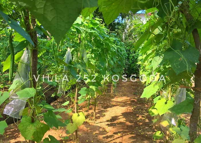 Villa 252 Kosgoda - Beach Side Stay & Tours