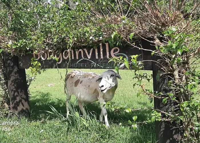 Bougainville Hotel Fazenda