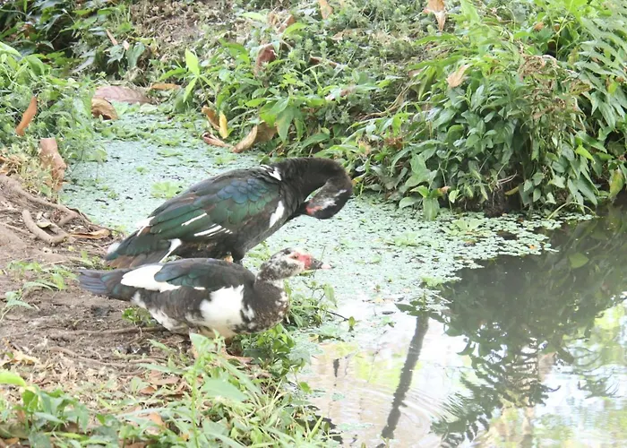 La Sirenita - Ometepe