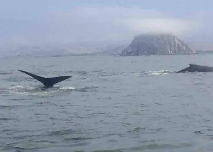 Pelican Place In Morro Bay