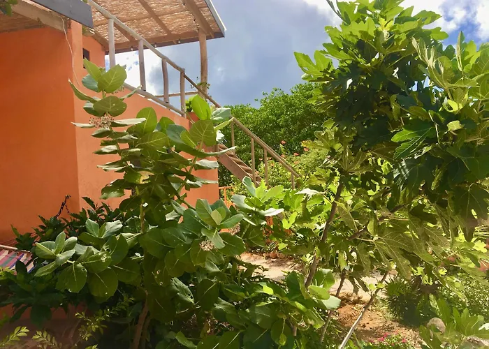 Octopus Tropical Oasis
