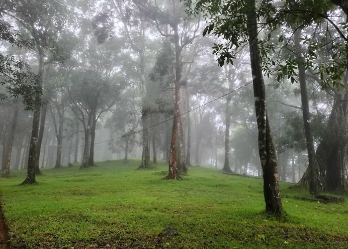 900 Woods Wayanad Eco Resort - A Sprawling Jungle Stay Near Glass Bridge
