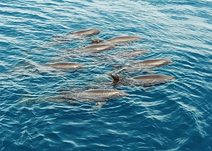 Atauro Dive Resort
