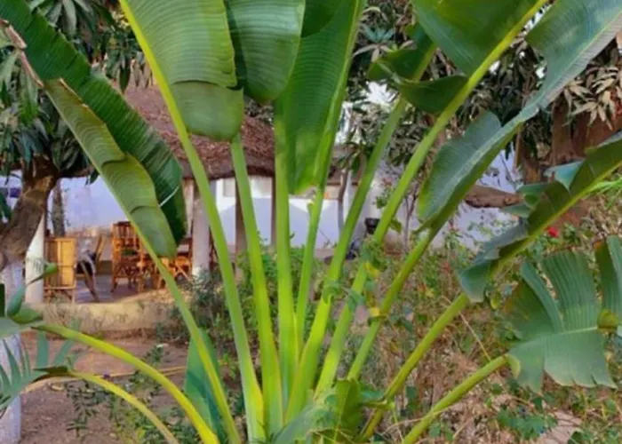 Le jardin de Adja