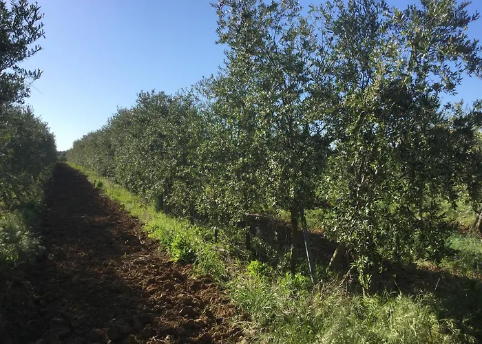 Perpignan dans OLIVERAIE très beau gîte 11 pers