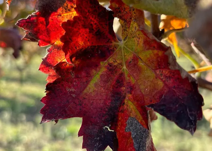 Masseria Spinale Wine Resort