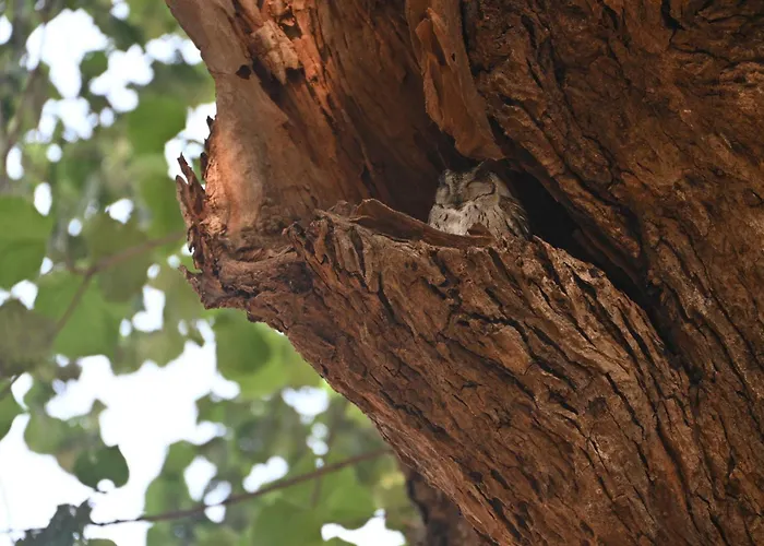 Bandhavgarh Tiger Resort