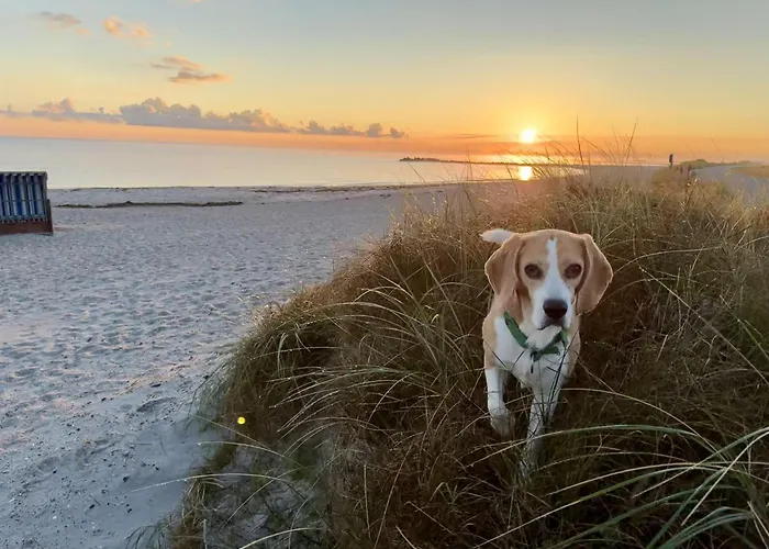 FeWo Backboard mit eingez Garten direkt am Hundestrand