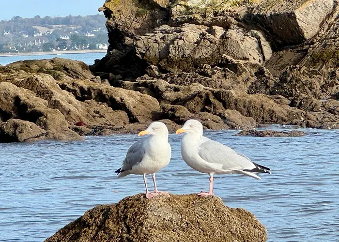 Nid douillet Les Mouettes