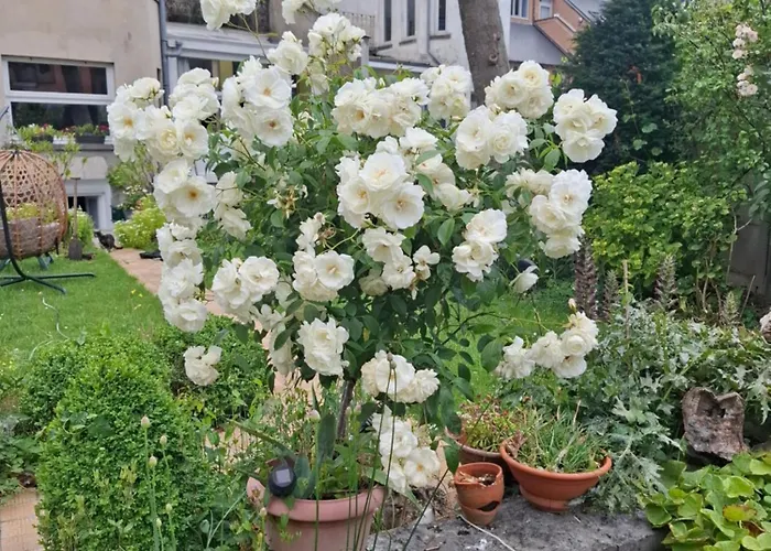 B&B Villa D'Hondt