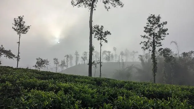 Wayanad Turmerica Premium Pool Resort