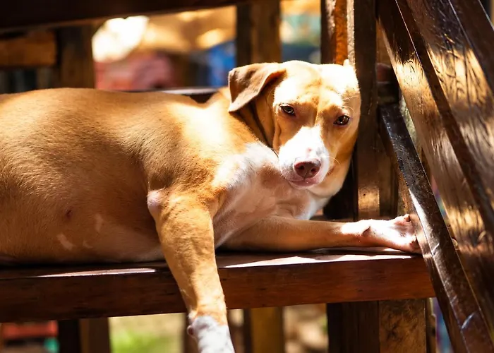 Lazy Dog Bed & Breakfast