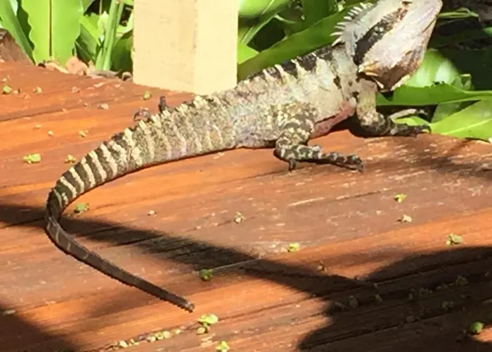Byron Bay Rainforest Resort