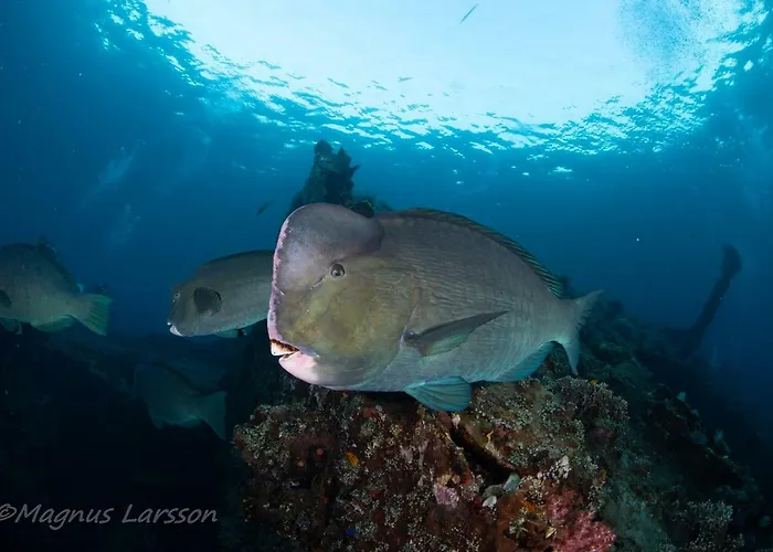 Bali Dive Resort Amed