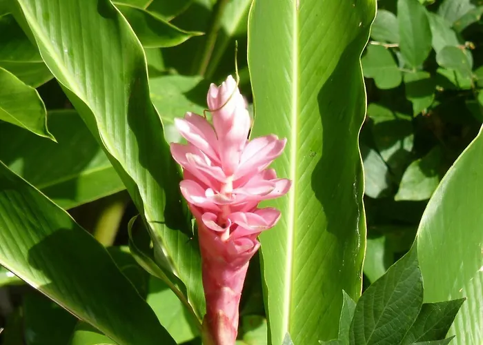 Côté Caraïbes