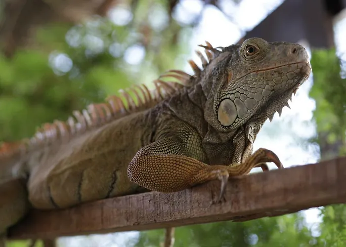 Villa Iguana